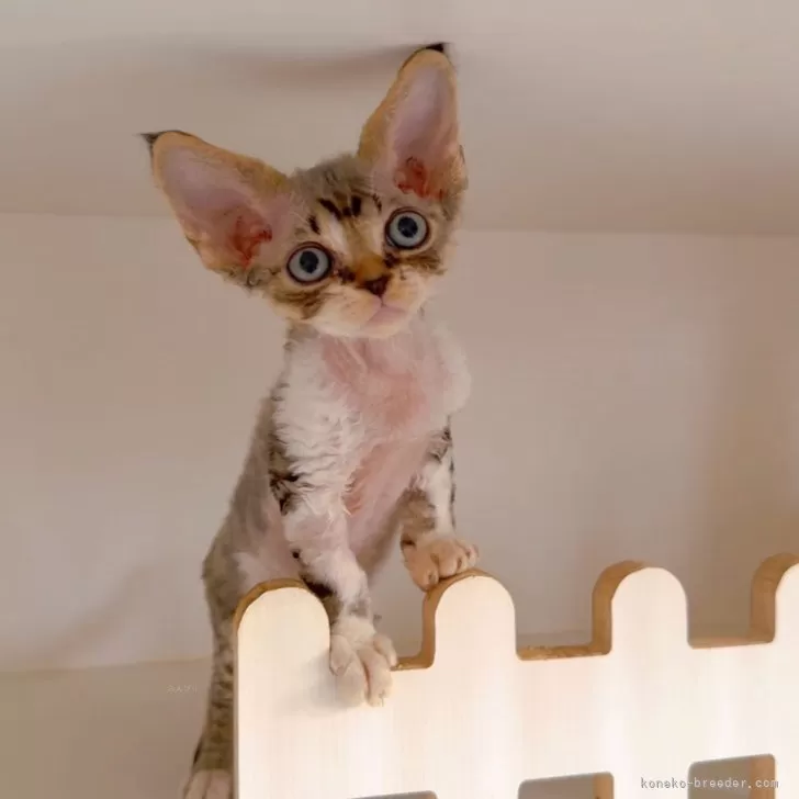 ID：2410-03262の子猫