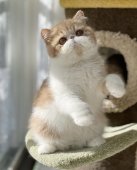 エキゾチックショートヘア【・女の子・2022年5月31日・クリーム&ホワイト】