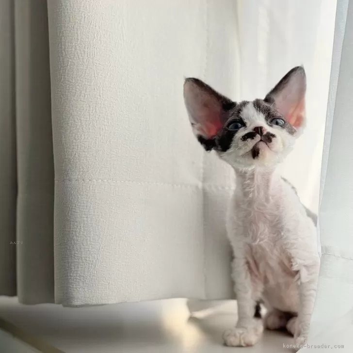 ID:2508-01188の子猫
