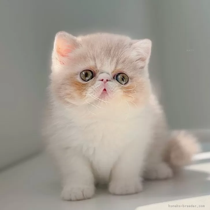 ID:2508-00472の子猫
