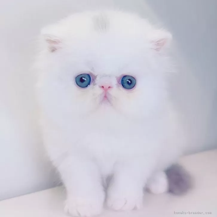 ハルナっち 様のお迎えした子猫