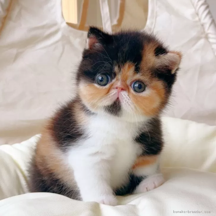 のんのん 様のお迎えした子猫