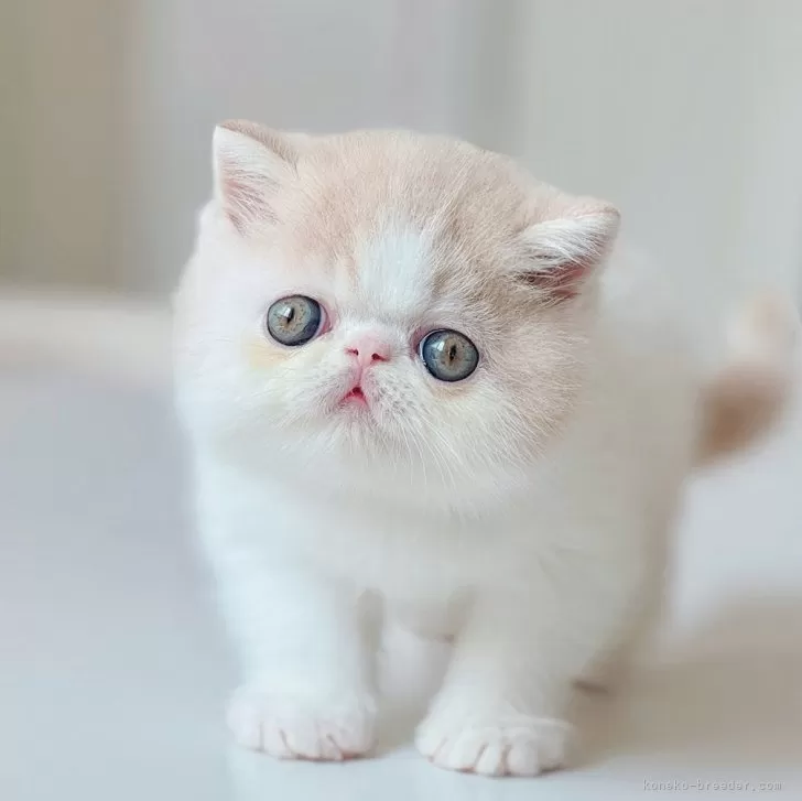 ID：2508-00560の子猫