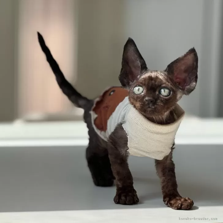 N.O 様のお迎えした子猫