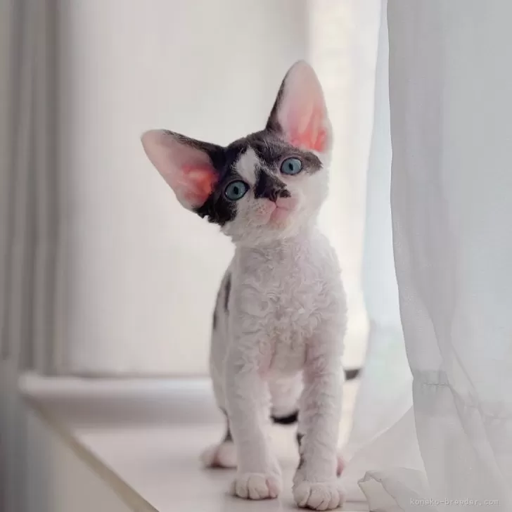 H.N 様のお迎えした子猫