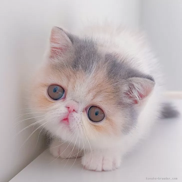 ID：2506-01389の子猫