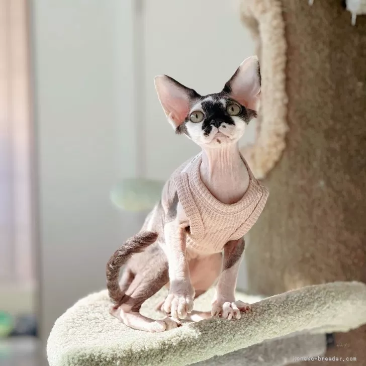 デボンレックス【神奈川県・男の子・2025年7月11日・ブラック&amp;ホワイト】の写真1