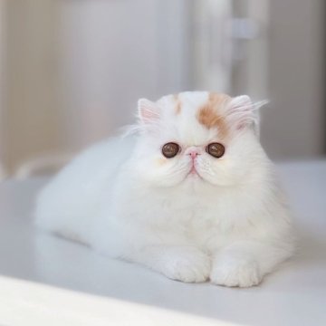 エキゾチックショートヘア【神奈川県・男の子・2025年8月23日・レッドタビーアンドホワイト（ロングヘア）】の写真「まんまるの頭と小さな耳、将来の成長がとても楽み♡」