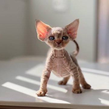 デボンレックス【神奈川県・女の子・2025年9月29日・シナモンマッカレルタビー（巻毛）】の写真「バランスの整った美しいお顔立ち‼︎」