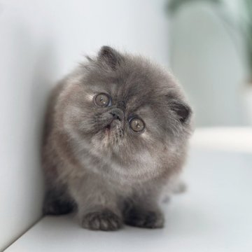 エキゾチックショートヘア【神奈川県・女の子・2025年10月21日・ブルークリーム(トーティ)（ロングヘア）】の写真「性格はとても穏やかで、かなり人懐こい子です☆」