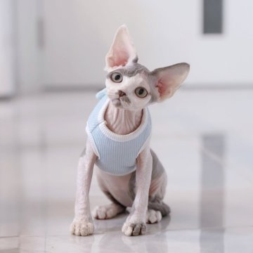デボンレックス【神奈川県・男の子・2025年7月11日・ブルー&ホワイト（巻毛）】の写真「人にも猫にもフレンドリーな優しい性格です♪」