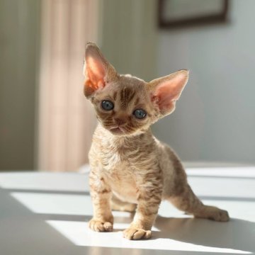 デボンレックス【神奈川県・男の子・2025年9月29日・シナモンマッカレルタビー（巻毛）】の写真「甘い表情と穏やかな性格が魅力(^^)」