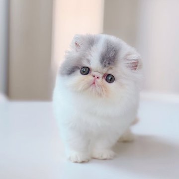 エキゾチックショートヘア【神奈川県・女の子・2025年8月4日・ダイリュートキャリコ（ロングヘア）】の写真「淡いパステルカラーが魅力✨」
