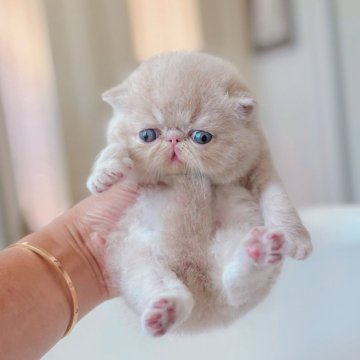 エキゾチックショートヘア【神奈川県・男の子・2025年7月21日・クリームタビー（ショートヘア）】の写真「どこから見てもボール君^o^」