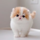 エキゾチックショートヘア