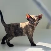 デボンレックス
