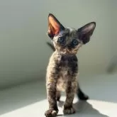 デボンレックス