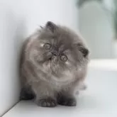 エキゾチックショートヘア