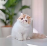 エキゾチックショートヘア