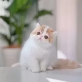 エキゾチックショートヘア