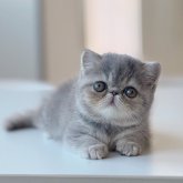 エキゾチックショートヘア
