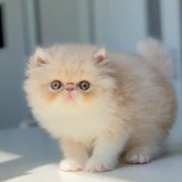 エキゾチックショートヘア