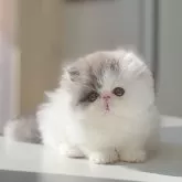 エキゾチックショートヘア