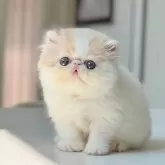 エキゾチックショートヘア