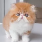 エキゾチックショートヘア