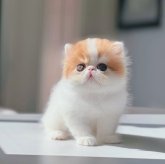 エキゾチックショートヘア