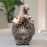 エキゾチックショートヘア