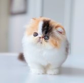 エキゾチックショートヘア