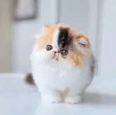 エキゾチックショートヘア