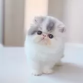 エキゾチックショートヘア