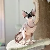 デボンレックス