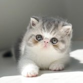 エキゾチックショートヘア