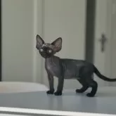 デボンレックス