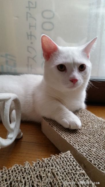 短足のレオ様♡｜笹谷　恵美(ささや　めぐみ)ブリーダー(茨城県・マンチカンなど・ICC登録)の紹介写真2