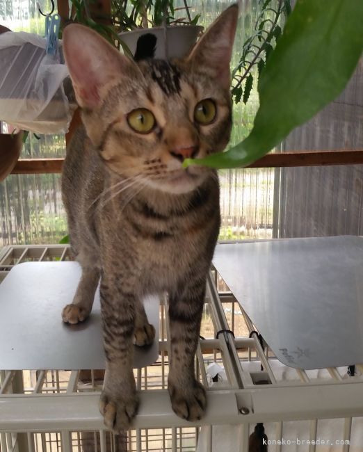 笹谷　恵美(ささや　めぐみ)ブリーダー(茨城県・マンチカンなど・ICC登録)の紹介写真4