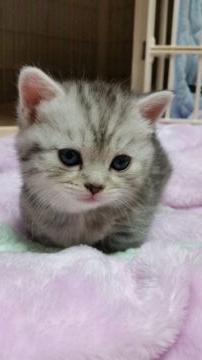 マンチカン(短足)【茨城県・女の子・2019年3月3日・シルバータビー（短毛）】の写真「臆病なゆっくりした子です(*^^*)」