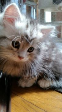 マンチカン(短足)【茨城県・男の子・2019年3月3日・シルバータビー（中毛(*^^*)）】の写真「活発なモコモコふわふわちゃんです(*^^*)」