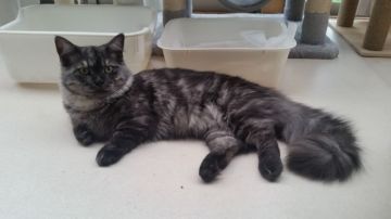 ミヌエット(短足)【茨城県・男の子・2021年7月22日・ブラックシルバータビー（セミロング(尻尾ロング)）】の写真「ふわふわな短足な男の子(^_ _)♡」