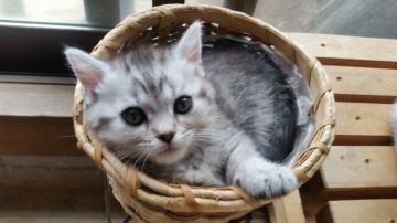 マンチカン(短足)【茨城県・男の子・2019年3月3日・シルバータビー（短毛）】の写真「ツリ目がキュートな男の子です(*^^*)」