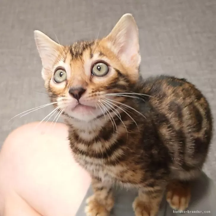 ID:2407-01132の子猫
