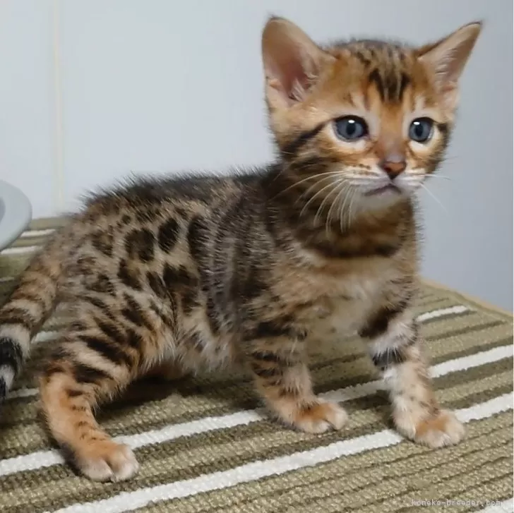 ID:2402-01413の子猫