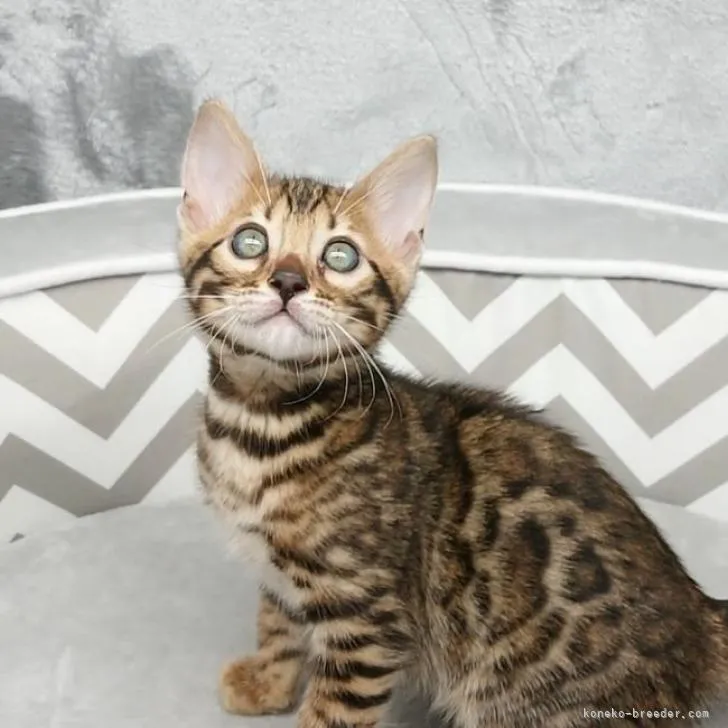 ID:2210-01658の子猫