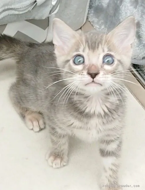 ID：2205-01615の子猫