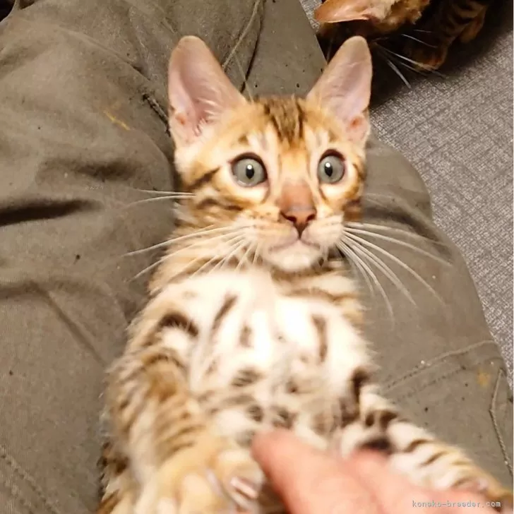 ID：2409-00756の子猫