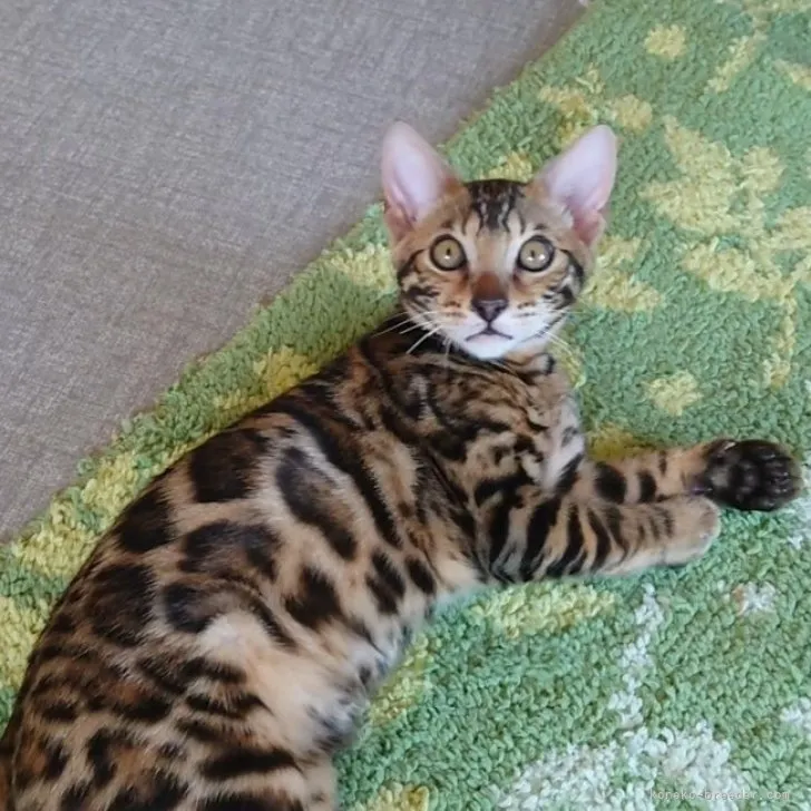 ID：2305-03312の子猫