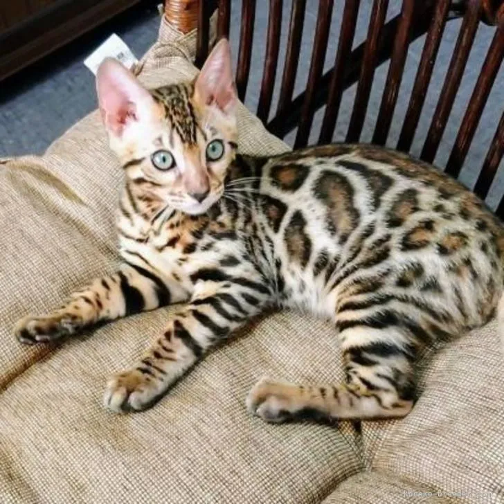 ID:2206-00947の子猫